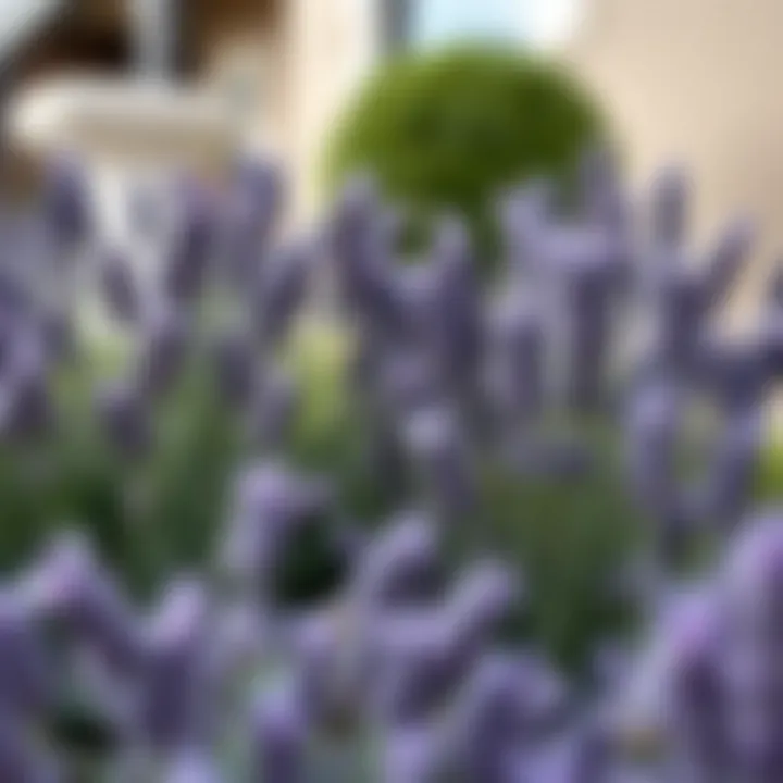 Comparative display of faux versus real lavender plants.