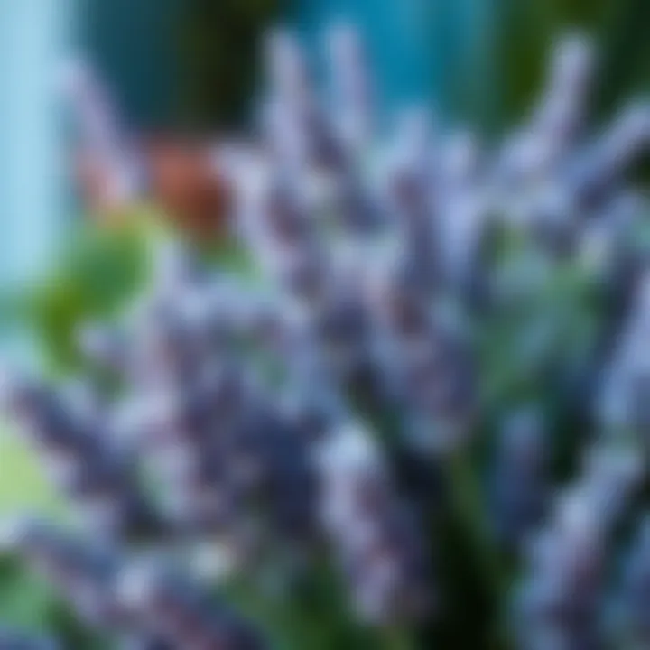 Close-up view of faux lavender showcasing its realistic texture.