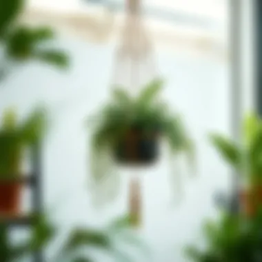 Exploring Heavy Plant Hangers: A Comprehensive Guide Introduction
