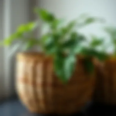 Craftsmanship in Woven Flower Pots Close-up of a handmade woven flower pot highlighting the craftsmanship involved.