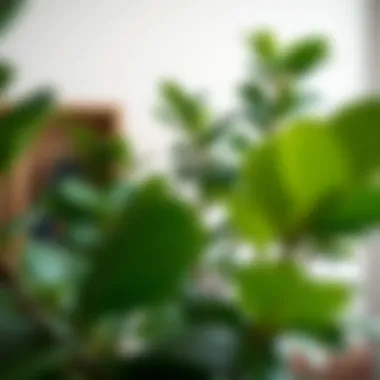 Stylish ways to incorporate fiddle fig trees in home decor