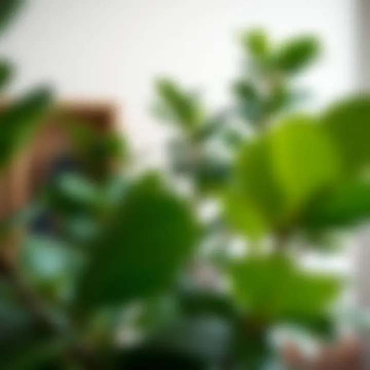 Stylish ways to incorporate fiddle fig trees in home decor