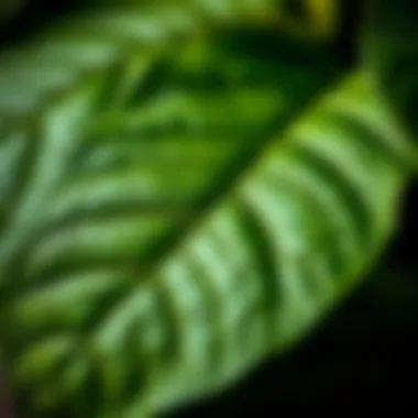 Close-up of fiddle fig leaves showcasing their texture