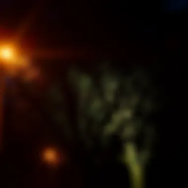 Dramatic silhouette of trees under bright illumination