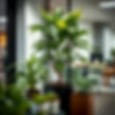 Notable Office Tree Plants: Enhancing Workspace Quality and Aesthetics Notable Office Tree Plants: Enhancing Workspace Quality and Aesthetics