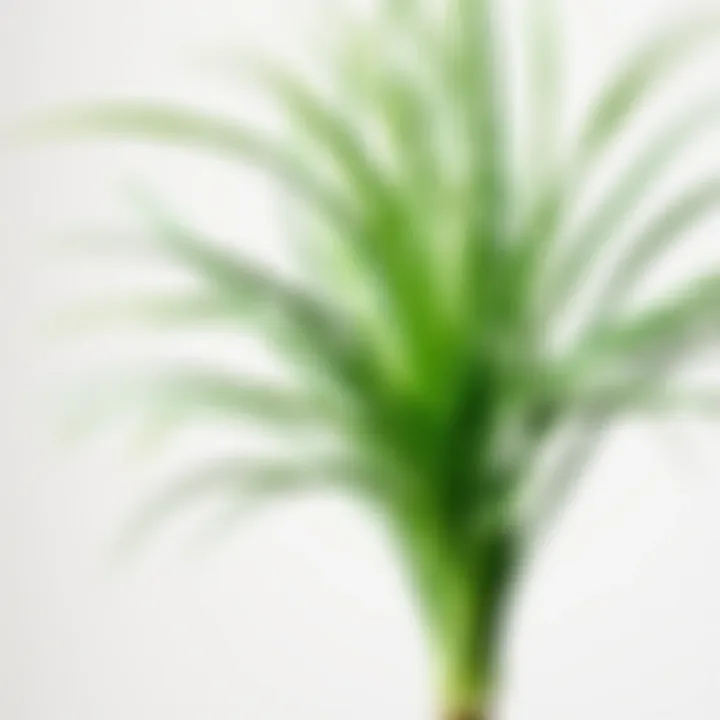 Detailed View of a Realistic Faux Air Plant Close-up of a realistic faux air plant against a neutral backdrop