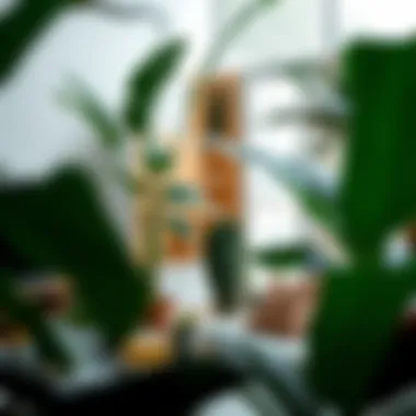The Multifaceted Role of Big Plastic Plants in Contemporary Interior Design Summary